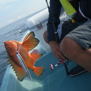 珍魚チカメキントキ。どんな喰い方しとんねん(^_^;)