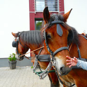 Ferien auf dem Bauernhof in der Eifel mit Kutschfahrt