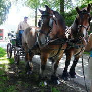 Familienuralub Eifel mit Kutschfahrt