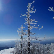 綿向山山頂付近