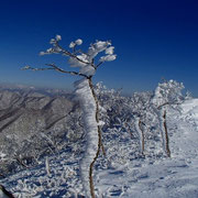 自称)樹氷尾根