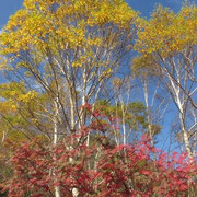 天狗堂付近の紅葉