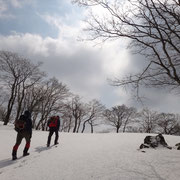 木々の間をあるいたり