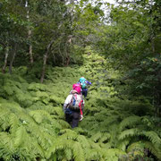 シダの中を歩く