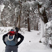 木々も雪だらけ