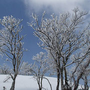 霧氷の白が青に映えます