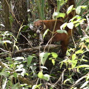 Coati