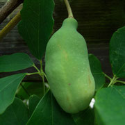 Schokoladenwein (Akebia quinata)