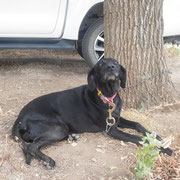 2019 01 26 Working Bee:  Bonnie Bussell resting after her big day. Having dogs around cheers the place up, don't you reckon?