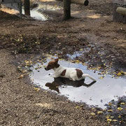2018 12 15 Working Bee:  Pippa Crittenden worked like a dog all day. She deserved a quick dip.
