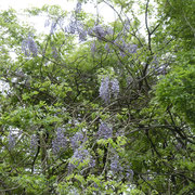 フジの花が目立つのは荒れた森とか。確かに・・・・