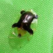 ジンガサハムシ