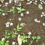 エゴノキの花
