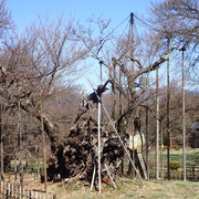 ３月１７日　今朝の澄んだ空気と冠雪の甲斐駒ケ岳はサイコー、桜さんも早く参加して！