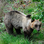 Orso Bruno Marsicano - Parco Nazionale d'Abruzzo Lazio e Molise