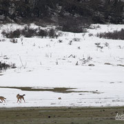 Lupo Appenninico - Parco Nazionale d'Abruzzo Lazio e Molise