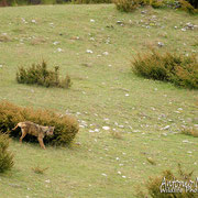 Lupo Appenninico - Parco Nazionale d'Abruzzo Lazio e Molise