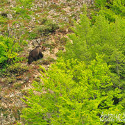 Orso Bruno Marsicano - Parco Nazionale d'Abruzzo Lazio e Molise