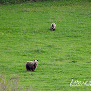 Orso Bruno Marsicano - Parco Nazionale d'Abruzzo Lazio e Molise