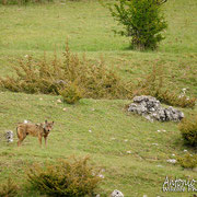 Lupo Appenninico - Parco Nazionale d'Abruzzo Lazio e Molise