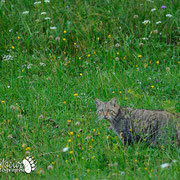 Gatto selvatico - Slovenia