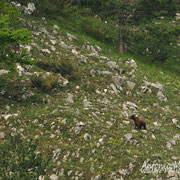 Orso Bruno Marsicano - Parco Nazionale d'Abruzzo Lazio e Molise
