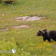 Orso Bruno Marsicano - Parco Nazionale d'Abruzzo Lazio e Molise
