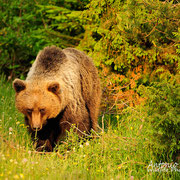 Orso bruno - Slovenia