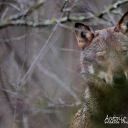 Lupo Appenninico - Parco Nazionale d'Abruzzo Lazio e Molise