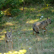 Lupo Appenninico - Parco Nazionale d'Abruzzo Lazio e Molise
