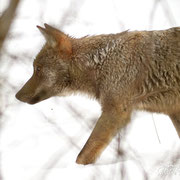 Lupo Appenninico - Parco Nazionale d'Abruzzo Lazio e Molise
