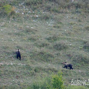 Orso Bruno Marsicano - Parco Nazionale d'Abruzzo Lazio e Molise