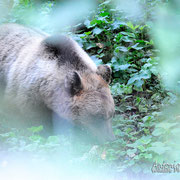 Orso Bruno Marsicano - Parco Nazionale d'Abruzzo Lazio e Molise