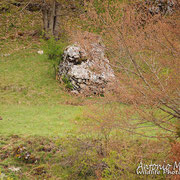 Lupo Appenninico - Parco Nazionale d'Abruzzo Lazio e Molise