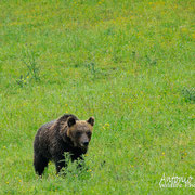 Orso Bruno Marsicano - Parco Nazionale d'Abruzzo Lazio e Molise