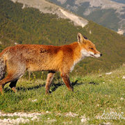 Volpe - Parco Nazionale d'Abruzzo Lazio e Molise