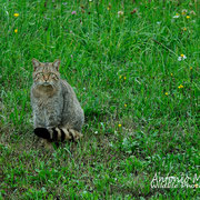 Gatto selvatico - Slovenia