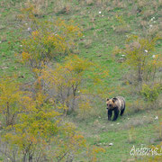 Orso Bruno Marsicano - Parco Nazionale d'Abruzzo Lazio e Molise