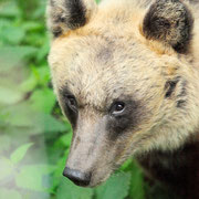 Orso Bruno Marsicano - Parco Nazionale d'Abruzzo Lazio e Molise