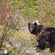 Orso bruno - Slovenia