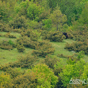 Orso Bruno Marsicano - Parco Nazionale d'Abruzzo Lazio e Molise