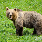 Orso bruno - Slovenia