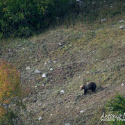 Orso Bruno Marsicano - Parco Nazionale d'Abruzzo Lazio e Molise