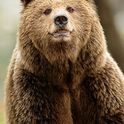 Orso bruno - Slovenia