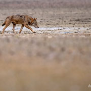 Lupo Appenninico - Parco Nazionale d'Abruzzo Lazio e Molise