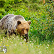 Orso bruno - Slovenia