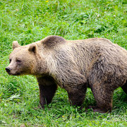 Orso bruno - Slovenia