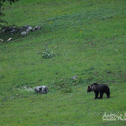 Orso Bruno Marsicano - Parco Nazionale d'Abruzzo Lazio e Molise