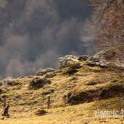 Gatto selvatico - Parco Nazionale d'Abruzzo Lazio e Molise