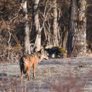 Lupo - Parco Nazionale D'Abruzzo Lazio e Molise